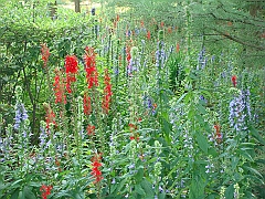 221 Longwood Gardens [2008 August 23]